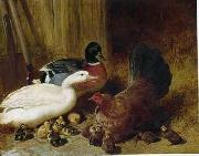 unknow artist Poultry 085 oil painting reproduction